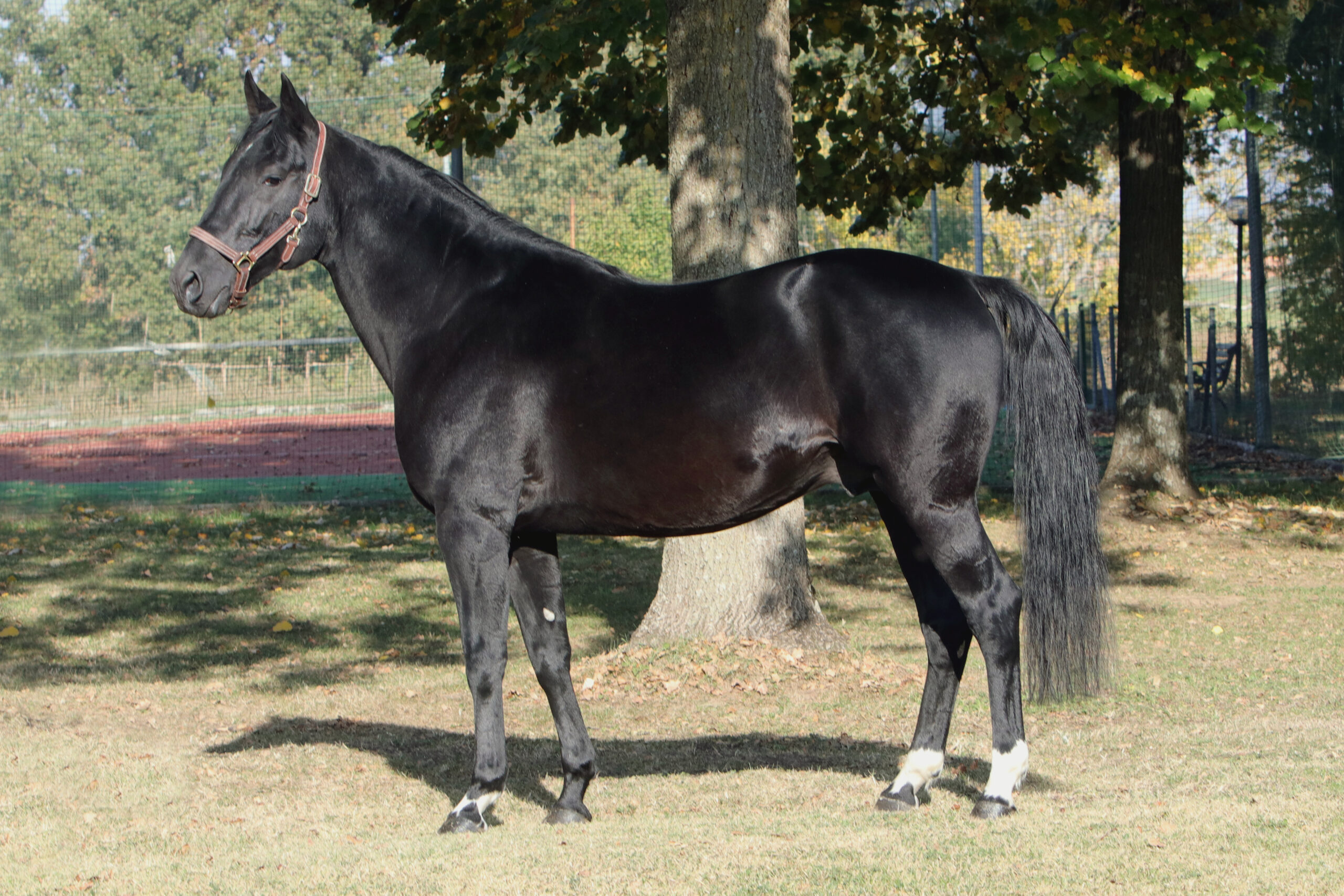 Victor Gio IT Star Breeding