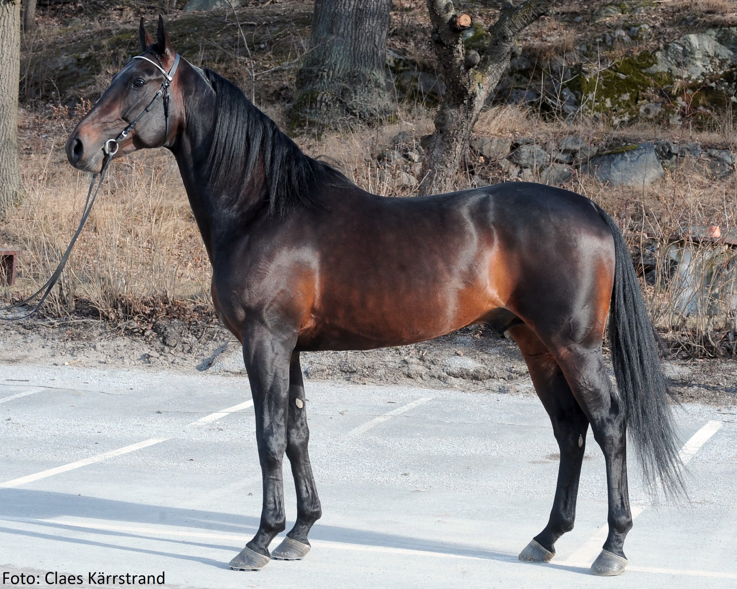 Don Fanucci Zet (SE) Star Breeding