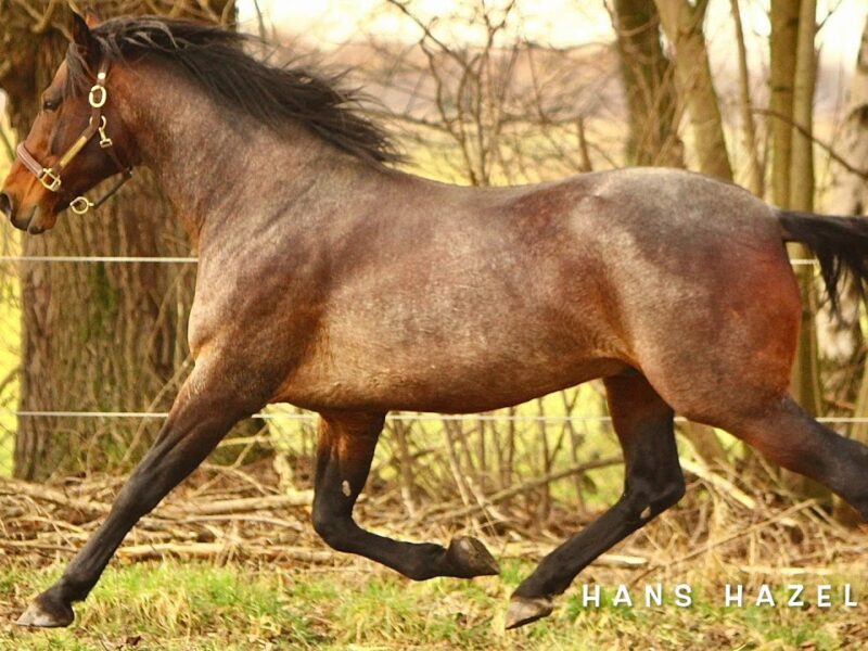 Hans Hazelaar 1